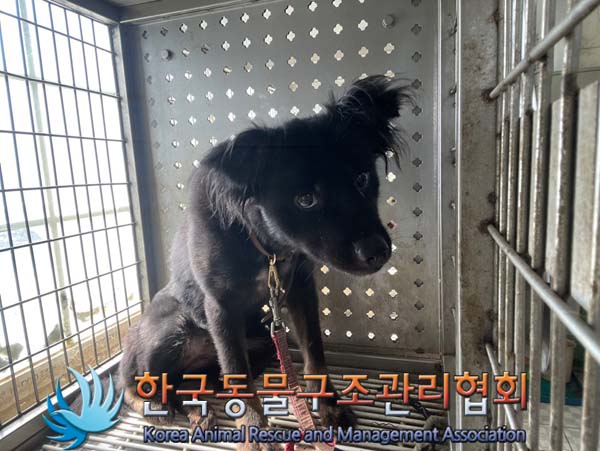 한국동물구조관리협회_411316202400426